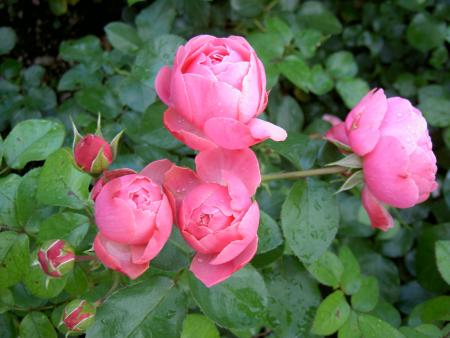 gallery_8514_2764_44773.jpg