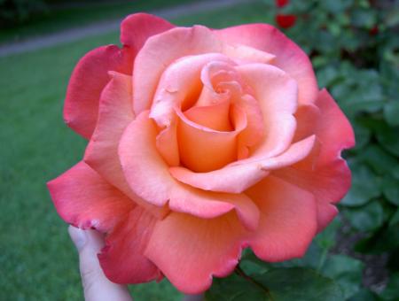 gallery_8514_2764_80952.jpg