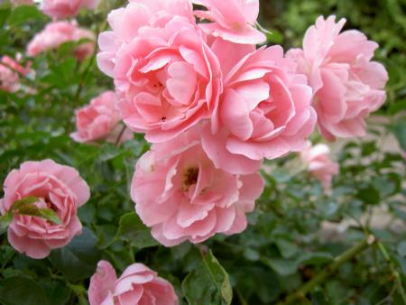 gallery_8514_2764_8510.jpg