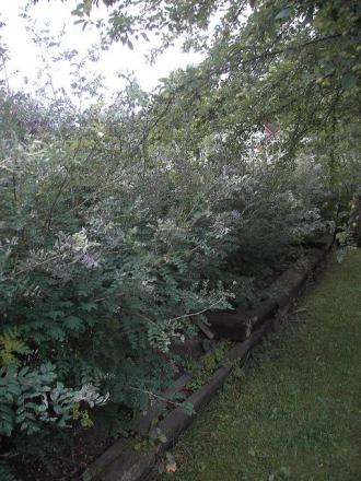 gallery_9719_2766_94161.jpg