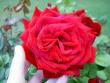 tn_gallery_8514_2764_119817.jpg