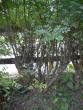 tn_gallery_9719_2766_100226.jpg