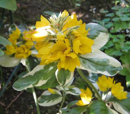 gallery_14_246_20414.jpg