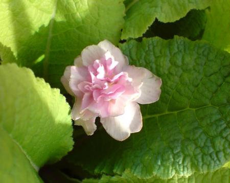 gallery_15806_2769_16984.jpg