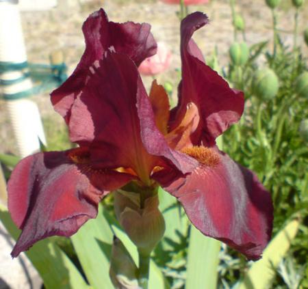 gallery_15806_2769_57849.jpg