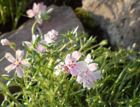 gallery_15806_2769_77194.jpg