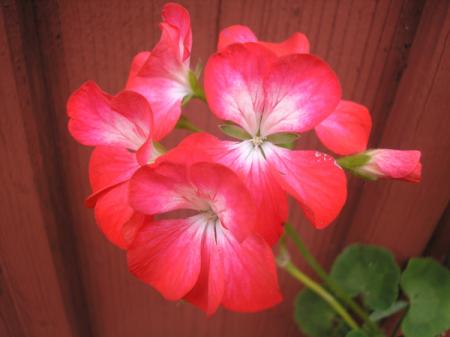 gallery_5783_2425_48911.jpg