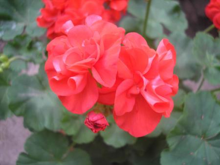 gallery_5783_2425_58104.jpg