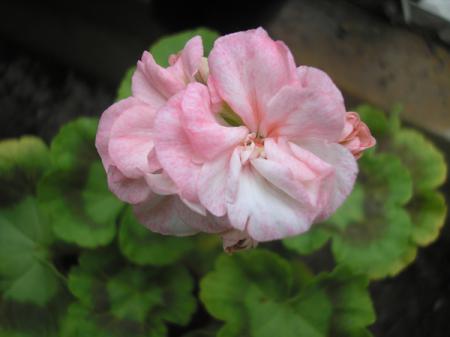 gallery_5783_2425_7051.jpg