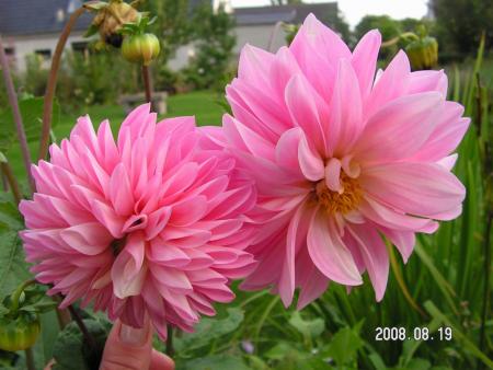 gallery_1786_950_38874.jpg