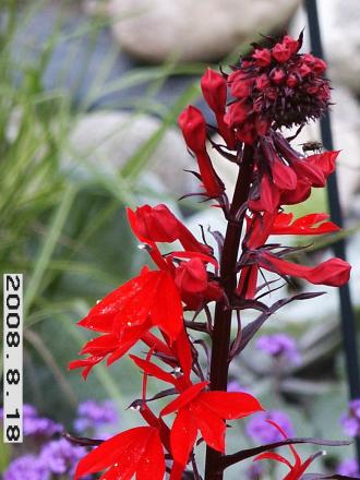 gallery_5956_1861_284.jpg