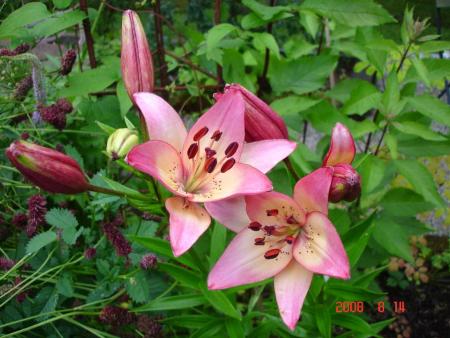 gallery_72_1784_106806.jpg