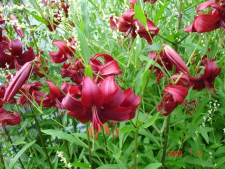 gallery_72_1784_107010.jpg