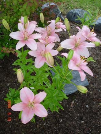 gallery_72_1784_120601.jpg