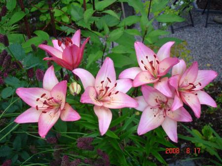 gallery_72_1784_98186.jpg