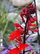 tn_gallery_5956_1861_284.jpg