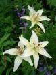 tn_gallery_72_1784_109662.jpg