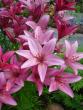 tn_gallery_72_1784_12759.jpg