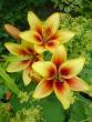 tn_gallery_72_1784_22482.jpg