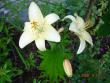 tn_gallery_72_1784_4835.jpg