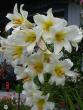 tn_gallery_72_1784_81351.jpg