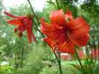 tn_gallery_72_1784_87056.jpg