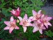 tn_gallery_72_1784_98186.jpg