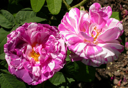 gallery_276_2660_240.jpg