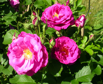 gallery_276_2660_37362.jpg