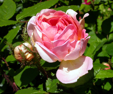 gallery_276_2660_67300.jpg