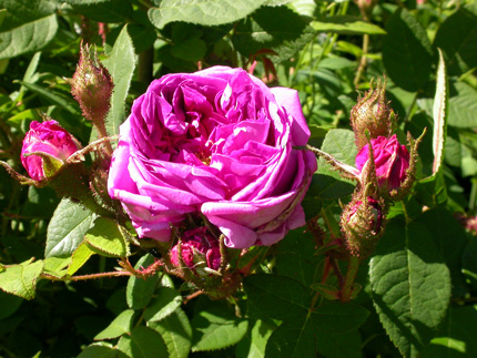 gallery_276_2660_80934.jpg
