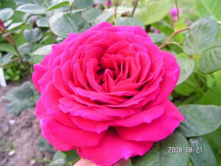 gallery_1786_2574_16468.jpg