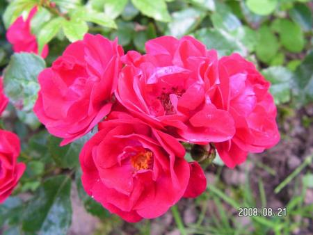 gallery_1786_2574_31662.jpg