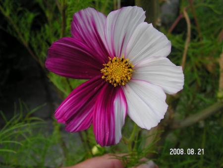 gallery_1786_950_21006.jpg