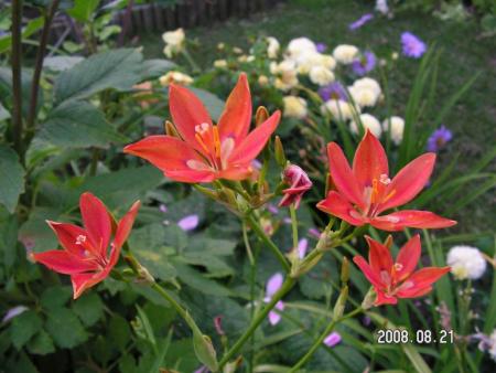 gallery_1786_950_53138.jpg