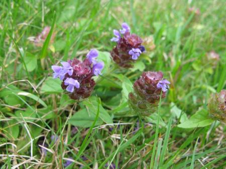 gallery_18061_2774_11504.jpg