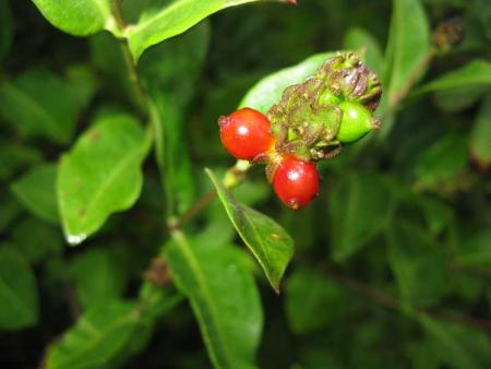 gallery_18061_2774_1652.jpg