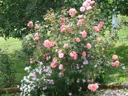 gallery_18163_2775_135957.jpg