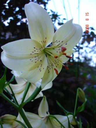 gallery_72_1784_56608.jpg