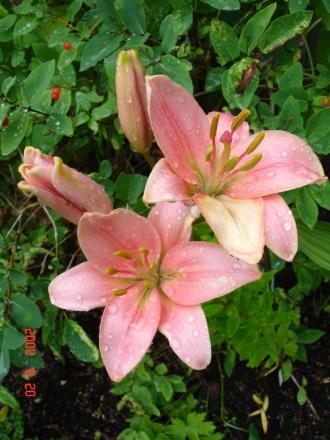 gallery_72_1784_66316.jpg