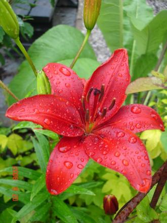 gallery_72_1784_68558.jpg