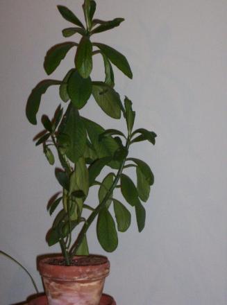 gallery_8631_2773_47026.jpg