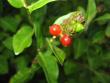 tn_gallery_18061_2774_1652.jpg