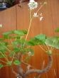 tn_gallery_4387_772_41243.jpg