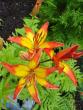 tn_gallery_72_1784_11263.jpg