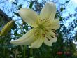 tn_gallery_72_1784_45244.jpg
