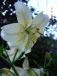 tn_gallery_72_1784_56608.jpg