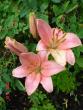 tn_gallery_72_1784_66316.jpg