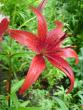 tn_gallery_72_1784_79449.jpg