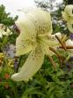 tn_gallery_72_1784_96297.jpg